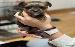 Yorkshire Terrier dogs for sale: Yorkshire Terrier  - Advert 6