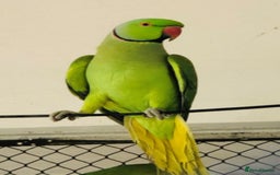 Parrots birds for sale: Want all type of parrots  - Image 1