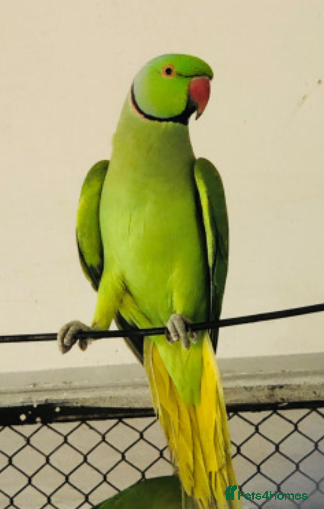 Parrots birds for sale: Want all type of parrots  - Image 1