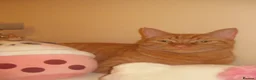 Domestic Shorthair cats for sale: TeddyBear - Advert 10