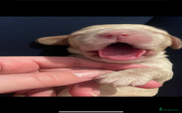 Cocker Spaniel dogs for sale: Cockerspaniel puppies x3 left  - Image 13