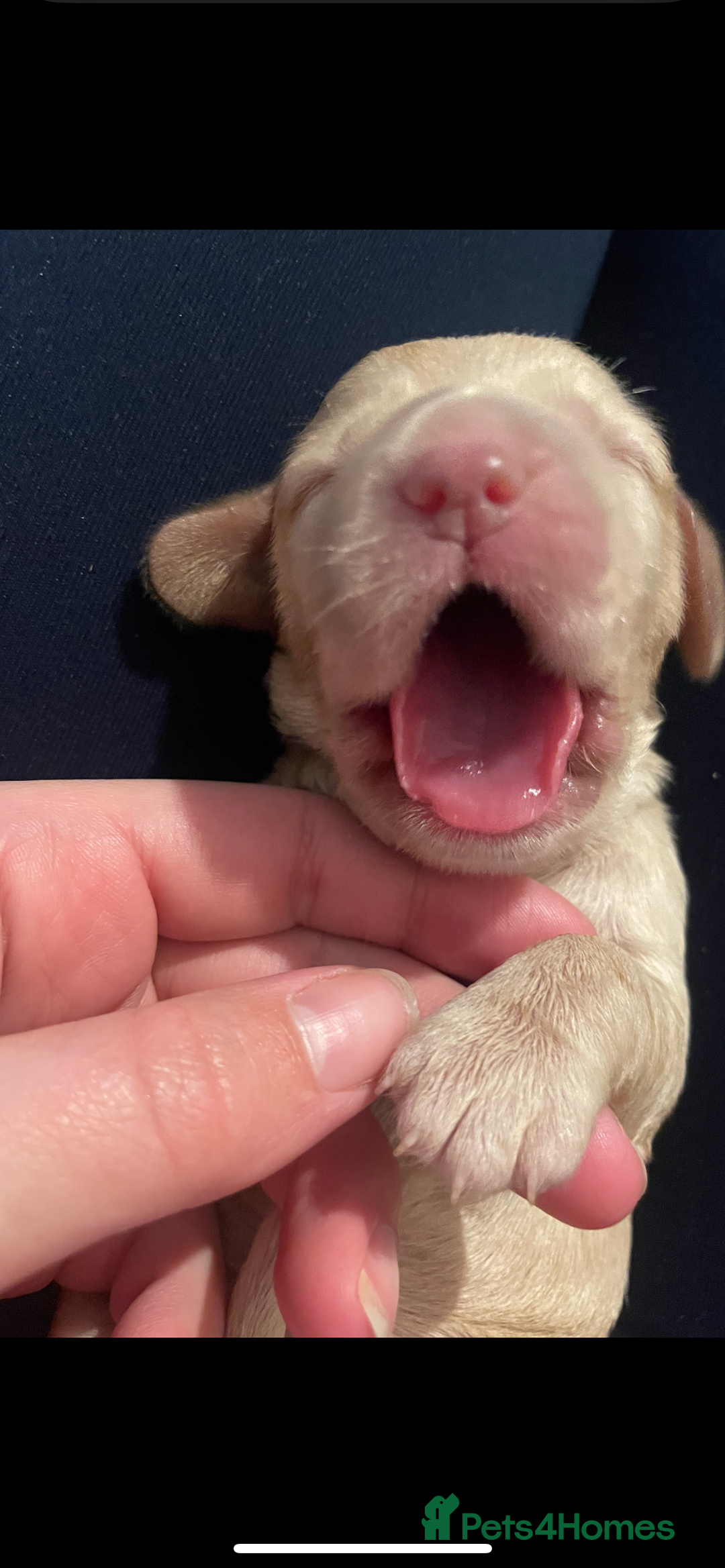 Cocker Spaniel dogs for sale: Cockerspaniel puppies x3 left  - Image 13