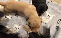 Miniature Dachshund dogs for sale: Mini dachshund puppies - Image 7