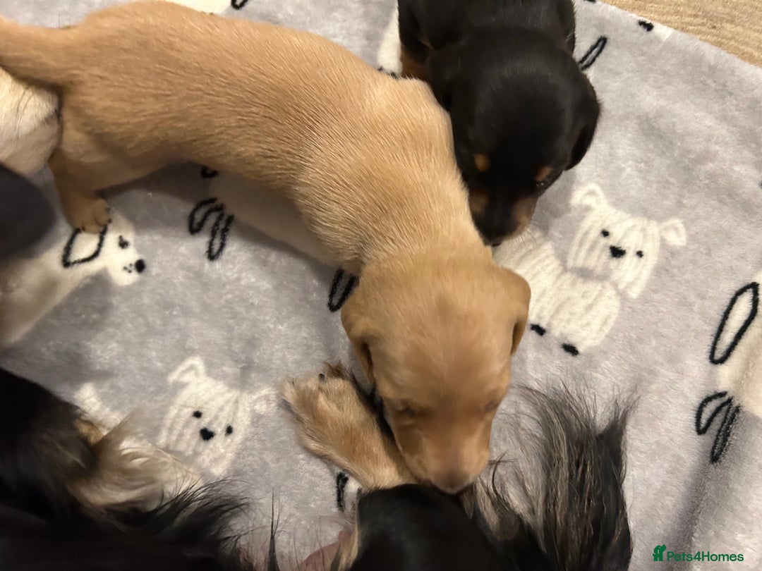 Miniature Dachshund dogs for sale: Mini dachshund puppies - Image 7