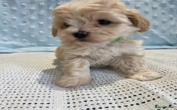 Maltipoo dogs for sale: 💖🐾Stunning health tested F1 maltipoo babies 🐾💖 - Advert 8