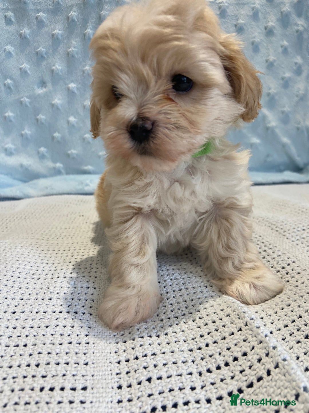 Maltipoo dogs for sale: 💖🐾Stunning health tested F1 maltipoo babies 🐾💖 - Advert 8