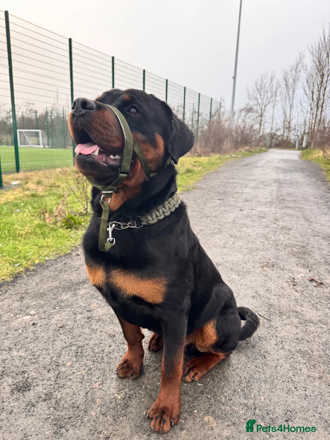 Rottweiler dogs for stud: ⭐️ Rottweiler stud ⭐️ - Advert 2