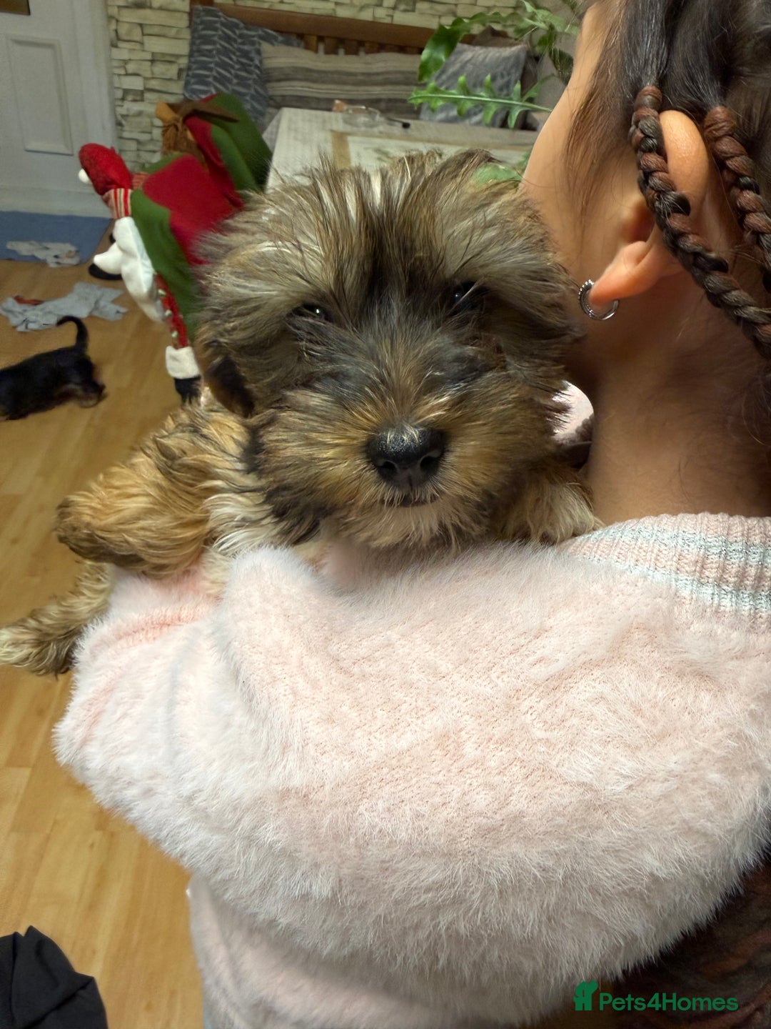 Yorkshire Terrier dogs for sale: Yorkshire Terrier  - Advert 33