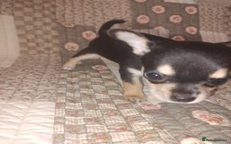 Chihuahua dogs for sale: Adorable Loving hand reared ready now Chihuahuas - Image 16