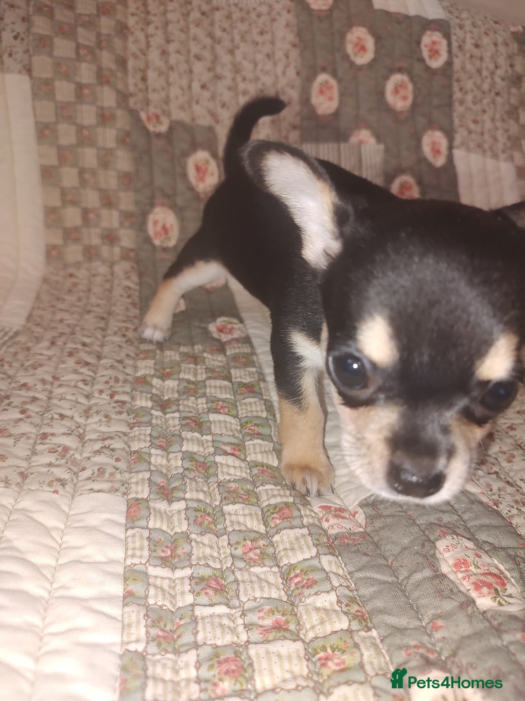 Chihuahua dogs for sale: Adorable Loving hand reared ready now Chihuahuas - Image 16