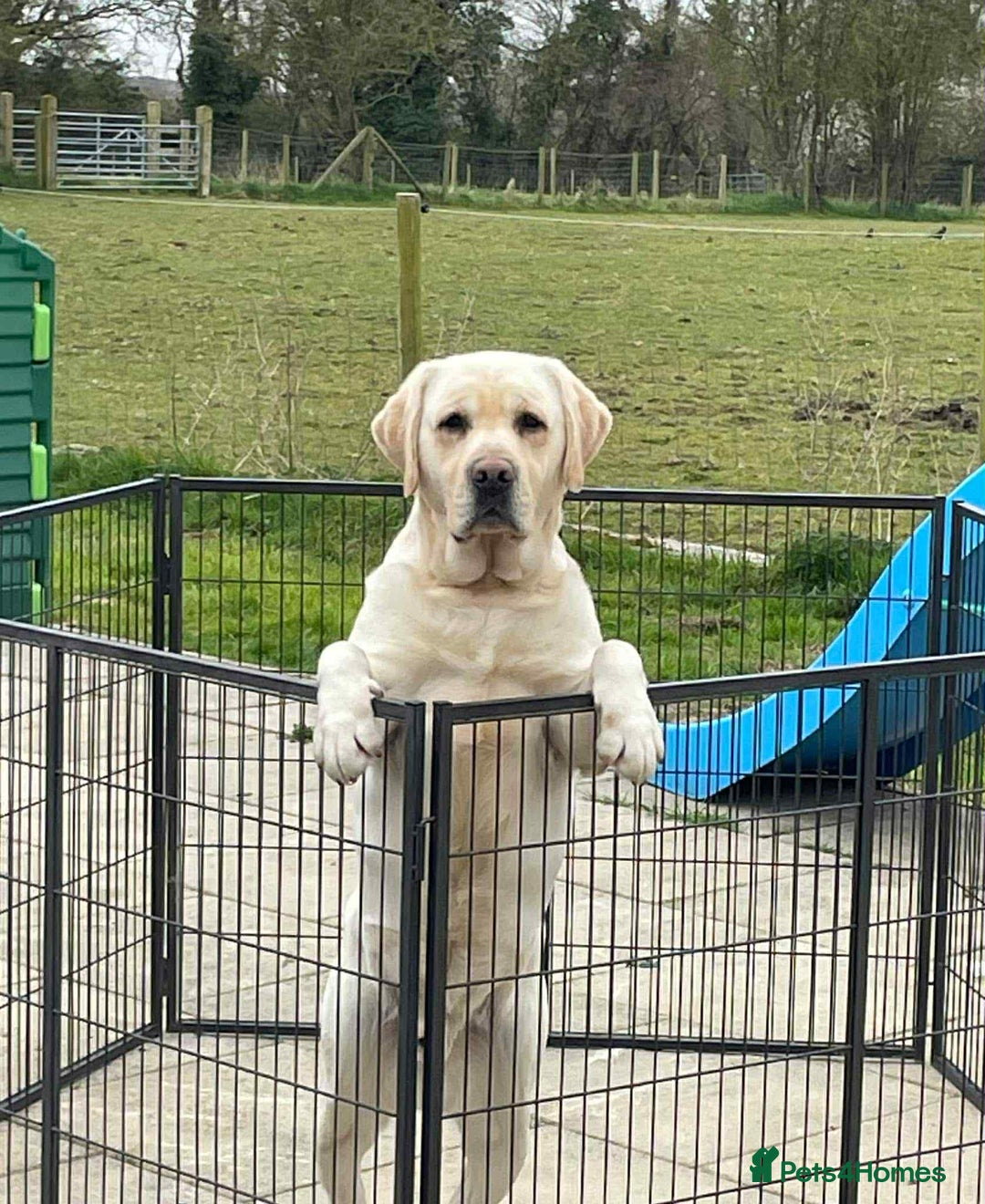 Labrador Retriever dogs for stud: Top Class Show Labrador For Stud - Image 2