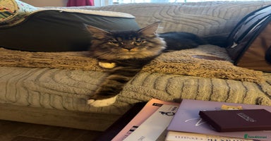 Maine Coon cats - Advert 16