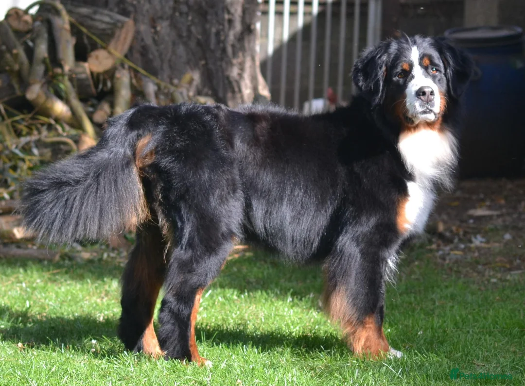 Bernese Mountain Dog dogs for sale: VERY SPECIAL GIRL LOOKING FOR VERY SPECIAL HOME - Advert 2