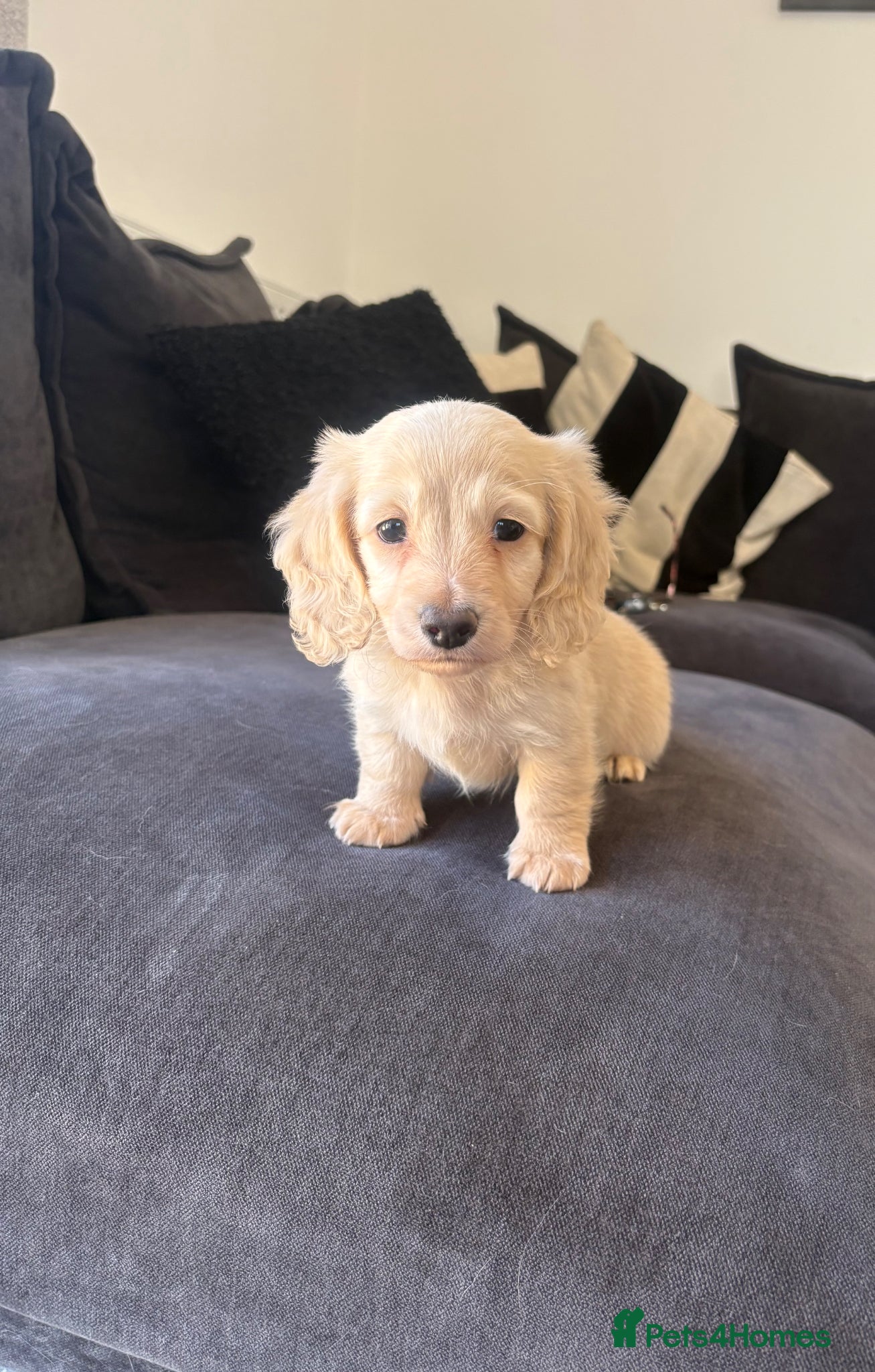 Miniature Dachshund dogs Stunning English cream mini dachshunds🤍 - Advert 5