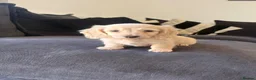 Miniature Dachshund dogs for sale: Miniature dachshund for sale ready now 🤍 - Advert 5