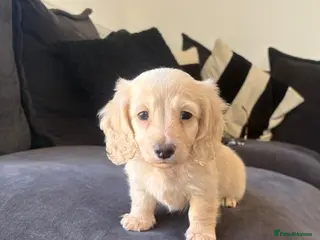 Miniature Dachshund dogs Stunning English cream mini dachshunds🤍 - Advert 2