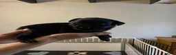 Labrador Retriever dogs for sale: CHUNKY Black Labrador KC REG Ready NOW  - Advert 22