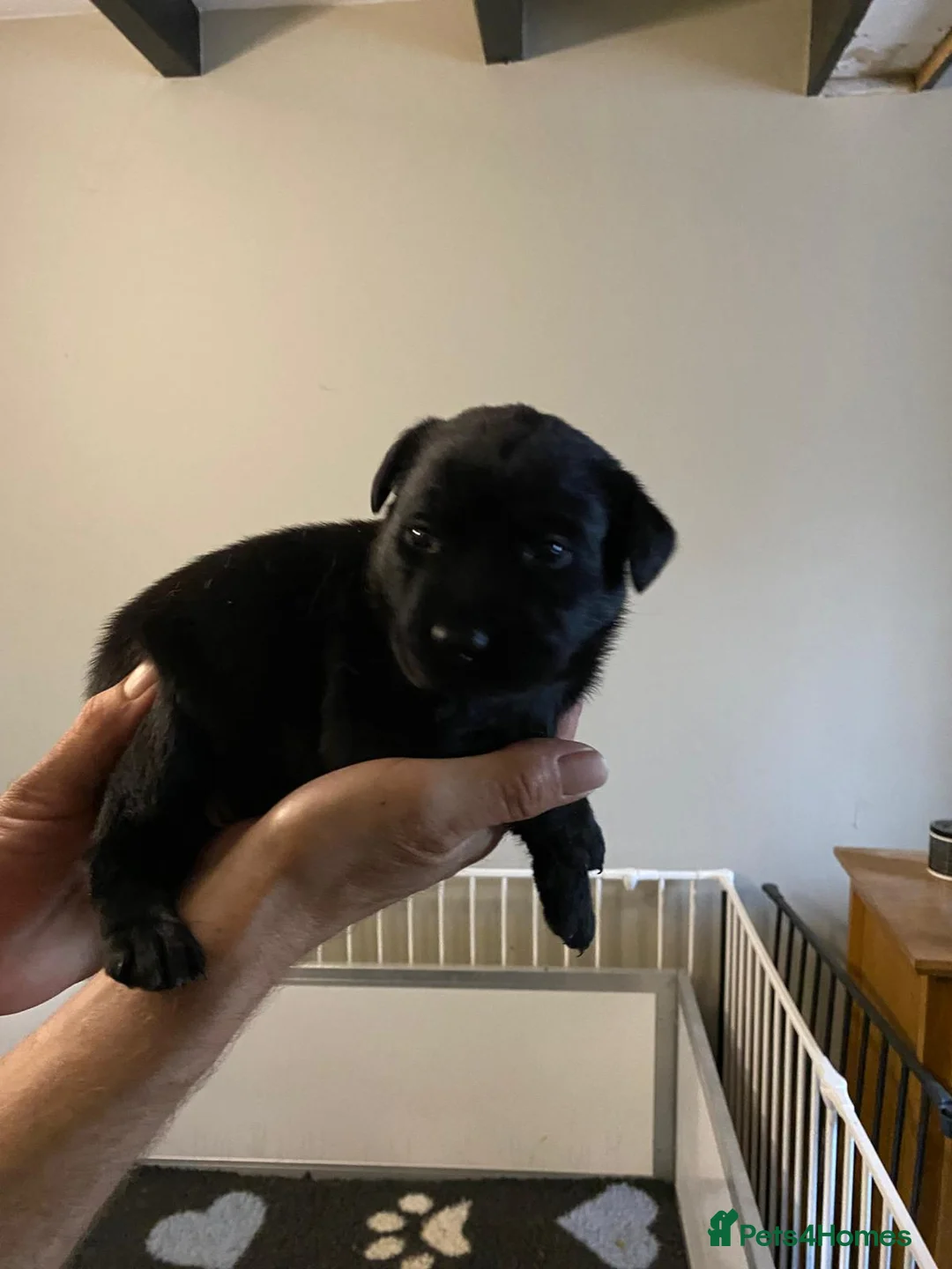 Labrador Retriever dogs for sale: CHUNKY Black Labrador KC REG Ready NOW  - Advert 22