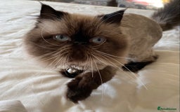 Persian cats for sale: Stunning Persian  - Image 3