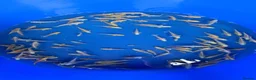 Koi Carp fish for sale: Koi for sale - Advert 5