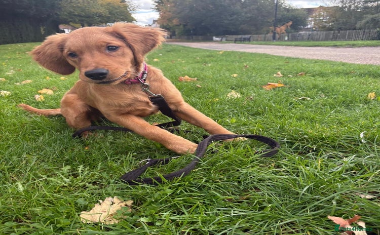 Golden Retriever dogs - Advert 1