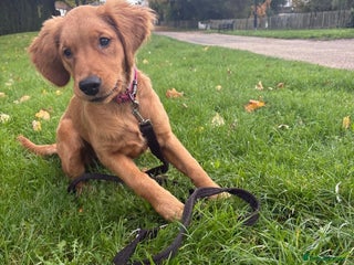 Golden Retriever dogs - Advert 10