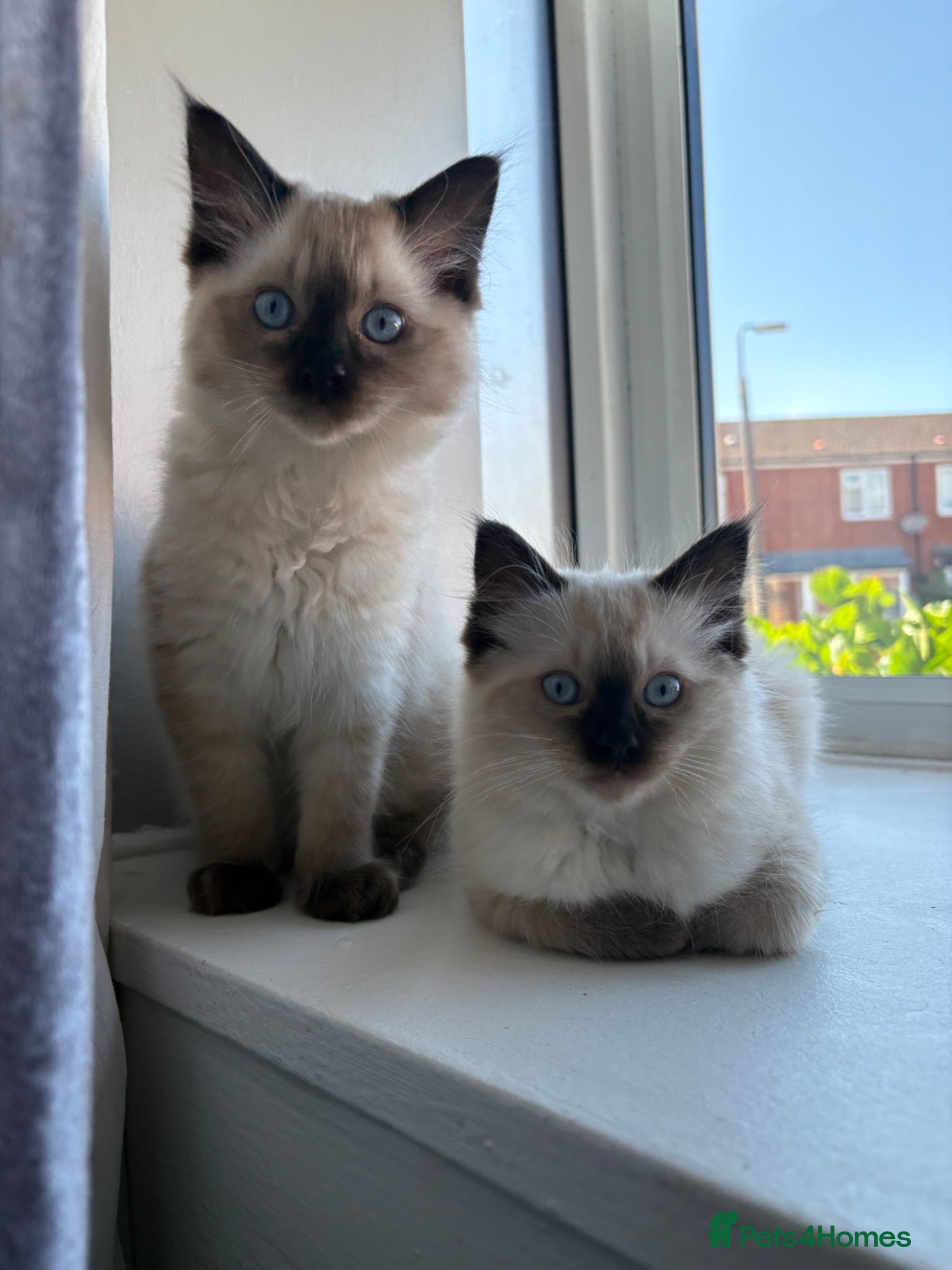 Ragdoll cats STUNNING FULLY HEALTH TESTED RAGDOLLS - Advert 1