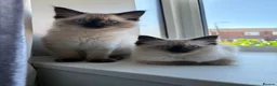 Ragdoll cats for sale: STUNNING FULLY HEALTH TESTED RAGDOLLS - Advert 1