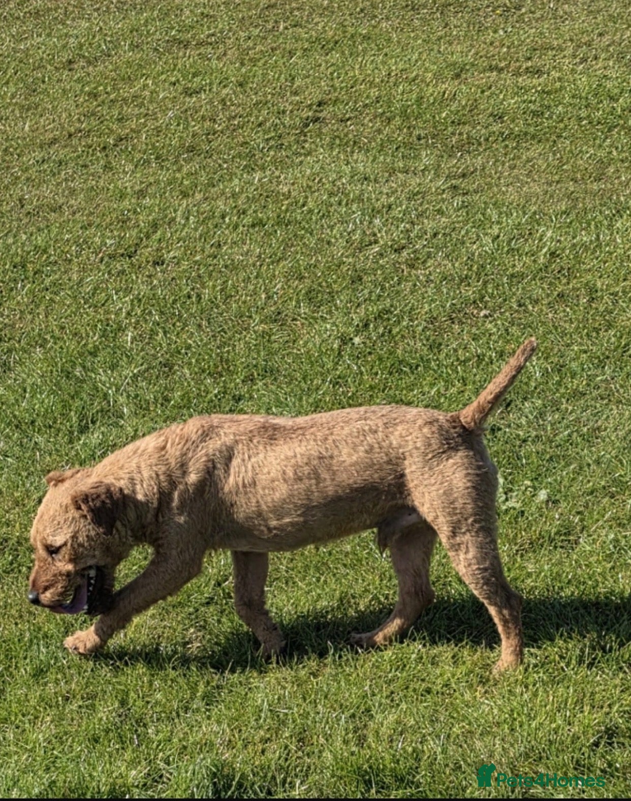 Lakeland Terrier dogs Working Lakeland terrier puppies  - Advert 1