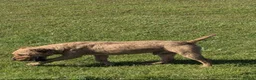 Lakeland Terrier dogs for sale: Working Lakeland terrier puppies  - Advert 1