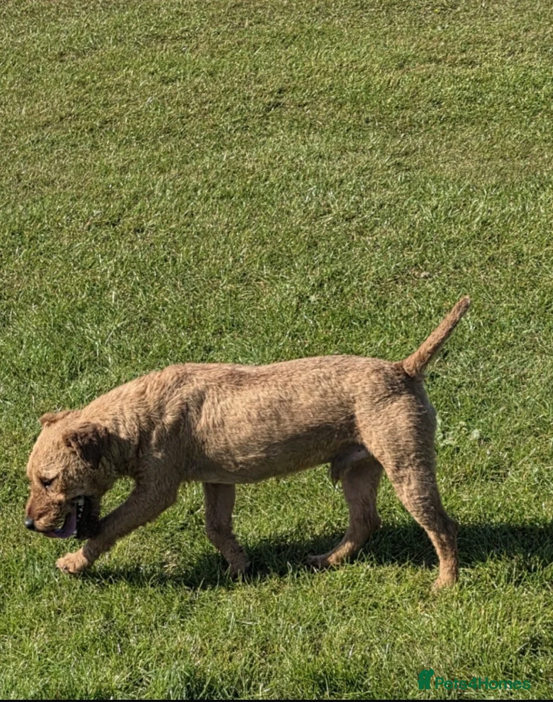 Lakeland Terrier dogs for sale: Working Lakeland terrier puppies  - Advert 1