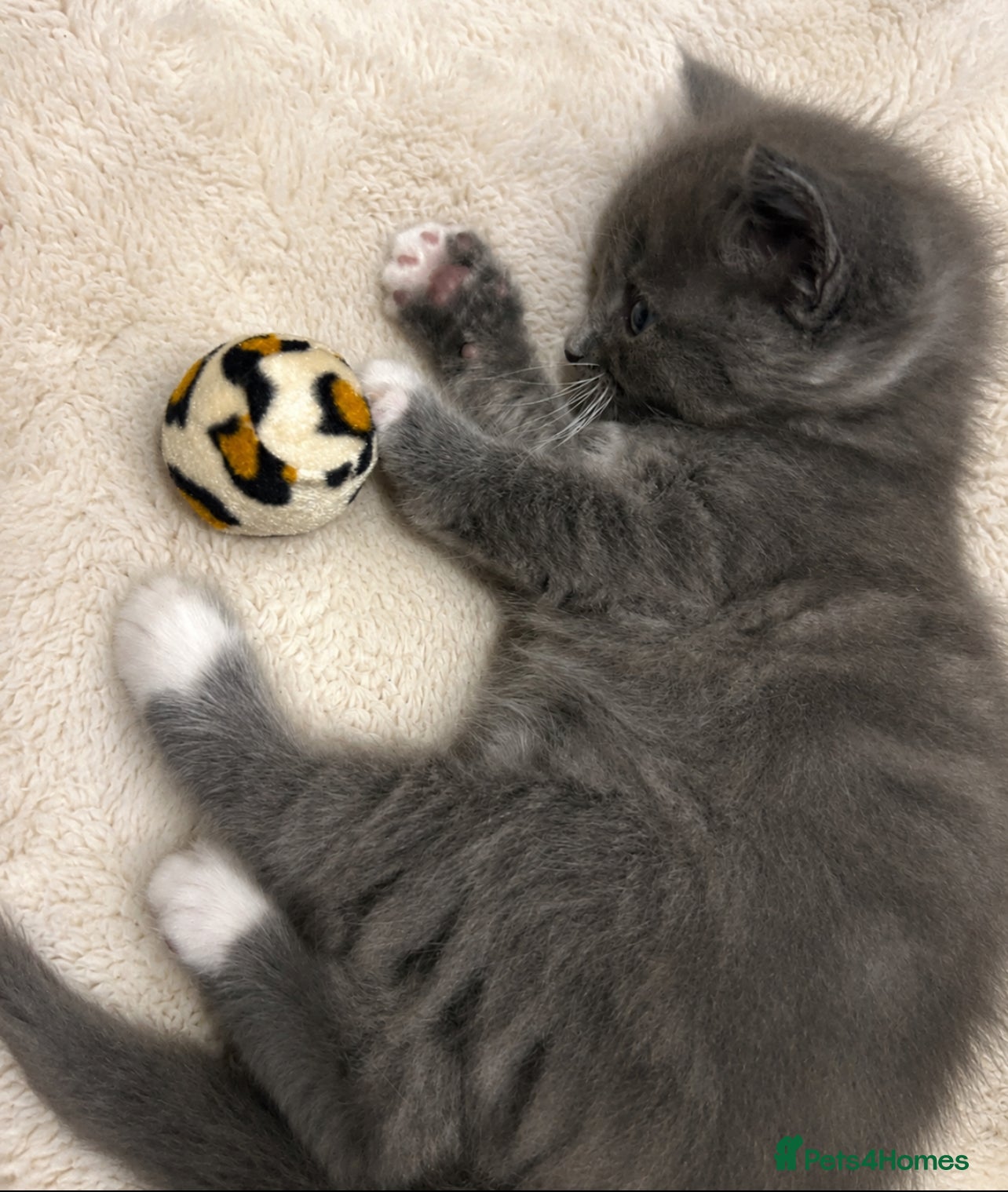 Mixed Breed cats for sale: Beautiful half ragdoll kittens 💖 - Advert 16