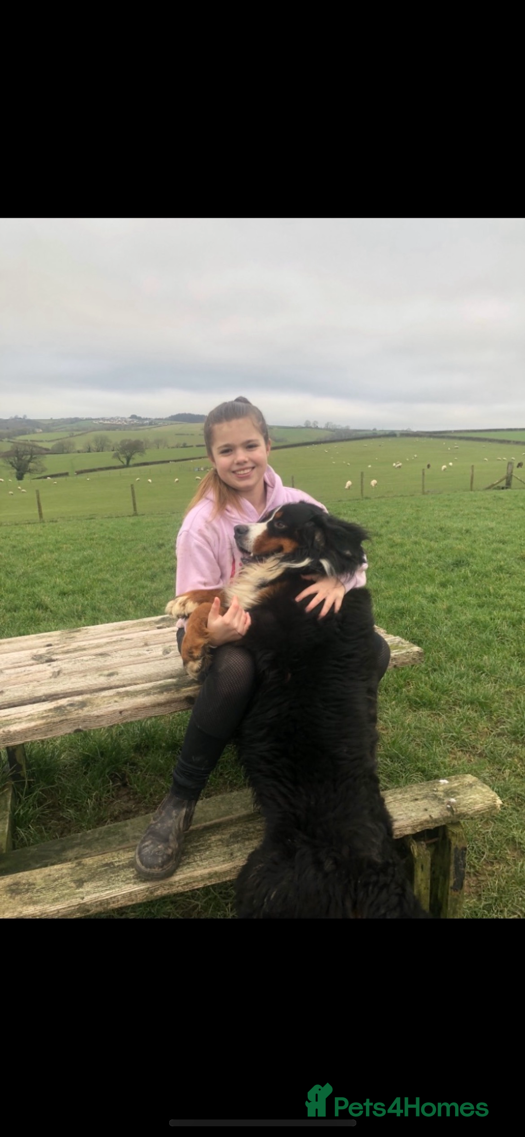 Bernese Mountain Dog dogs for sale: Boys and girls  - Advert 20