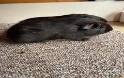 Guinea Pig rodents for sale: Self Chocolate Boars - Advert 7