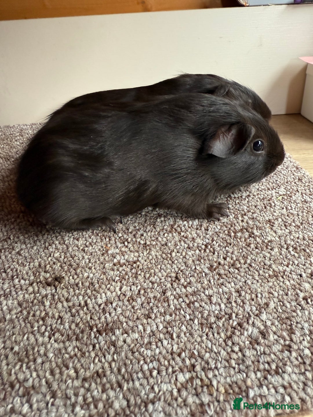 Guinea Pig rodents for sale: Self Chocolate Boars - Advert 7