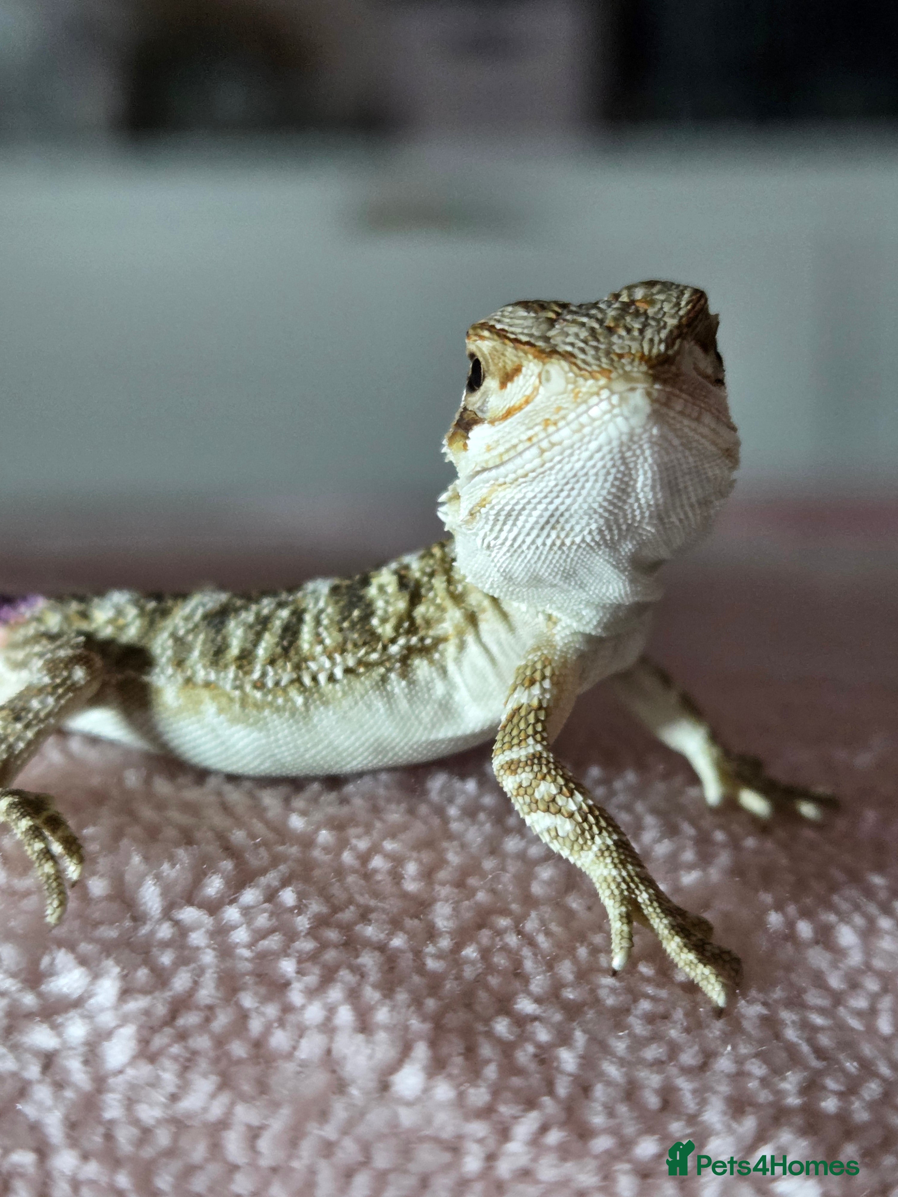 Bearded Dragon reptiles Baby Bearded Dragons - Advert 5