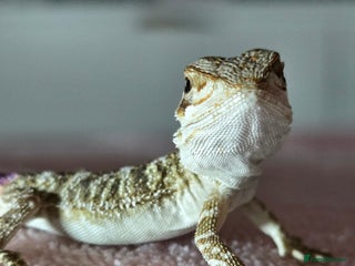 Bearded Dragon reptiles 6 Baby Bearded Dragons - Advert 1