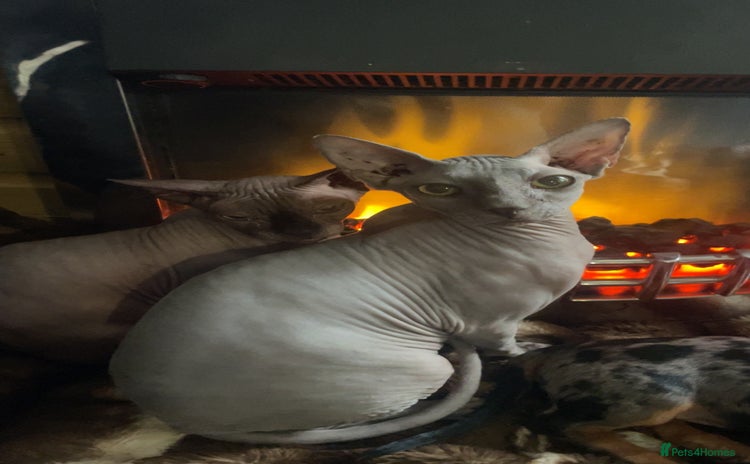 Sphynx cats - Advert 1