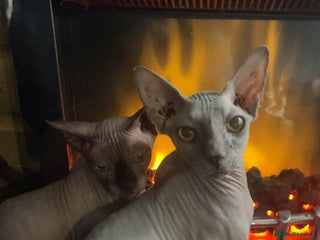 Sphynx cats for sale - Advert 1
