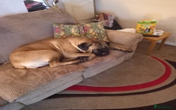 Mastiff dogs for sale: Cane Corso - Image 2