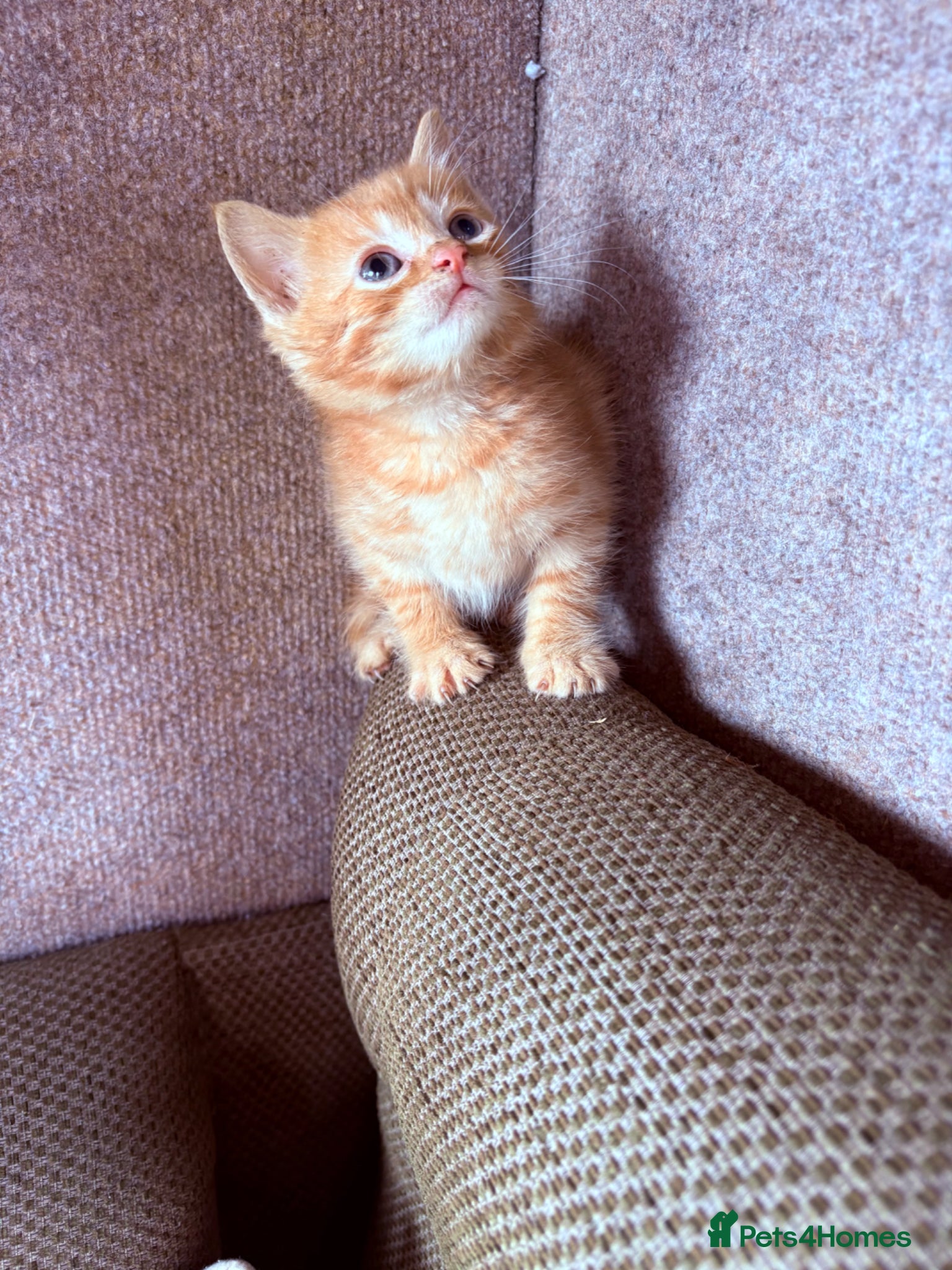 Mixed Breed cats Beautiful baby kittens - Advert 2