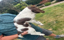 English Springer Spaniel dogs for sale: FTCH x FTAW Springer spaniel - Image 5