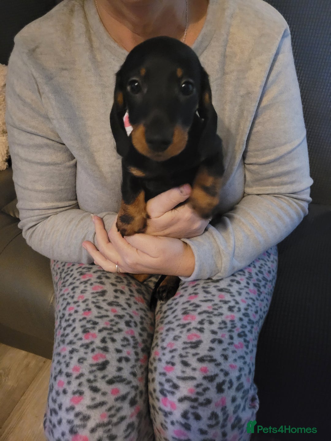 Dachshund dogs for sale: Miniture dachshunds  - Image 5