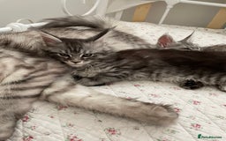 Maine Coon cats for sale: GCCF Pedigree Maine Coon Kittens champion line  - Image 13