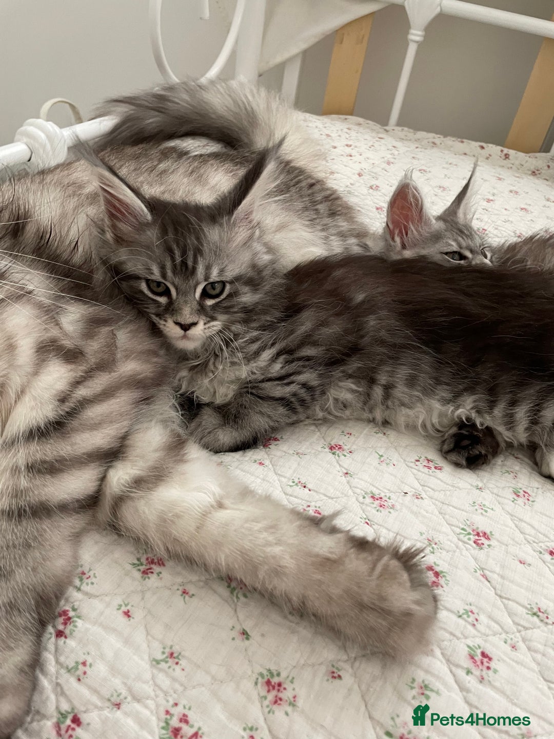 Maine Coon cats for sale: GCCF Pedigree Maine Coon Kittens champion line  - Image 13