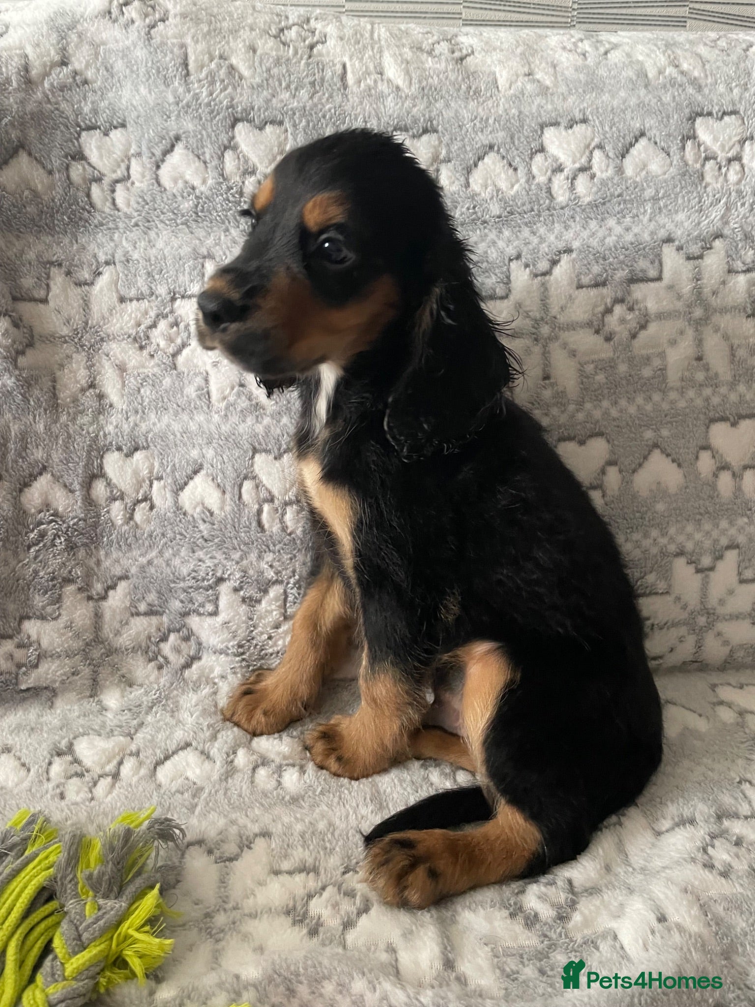 Cocker Spaniel dogs Cocker spaniel puppies 14.06 still available  - Advert 15