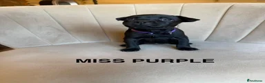 Miss Purple