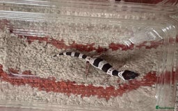Leopard Gecko reptiles for sale: Leopard Geckos - Image 4