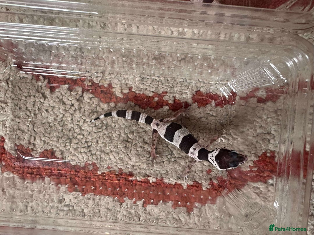 Leopard Gecko reptiles for sale: Leopard Geckos - Image 4