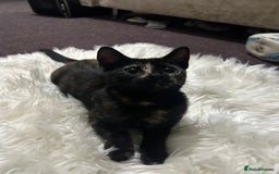 Toyger cats for sale: 4 beautiful Tabby kitties ready for new homes  - Advert 4